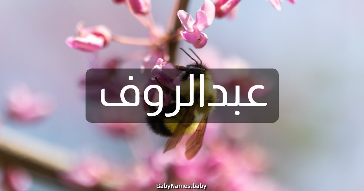 عبدالروف