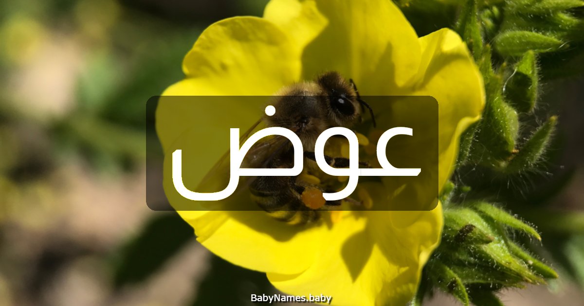 عوض