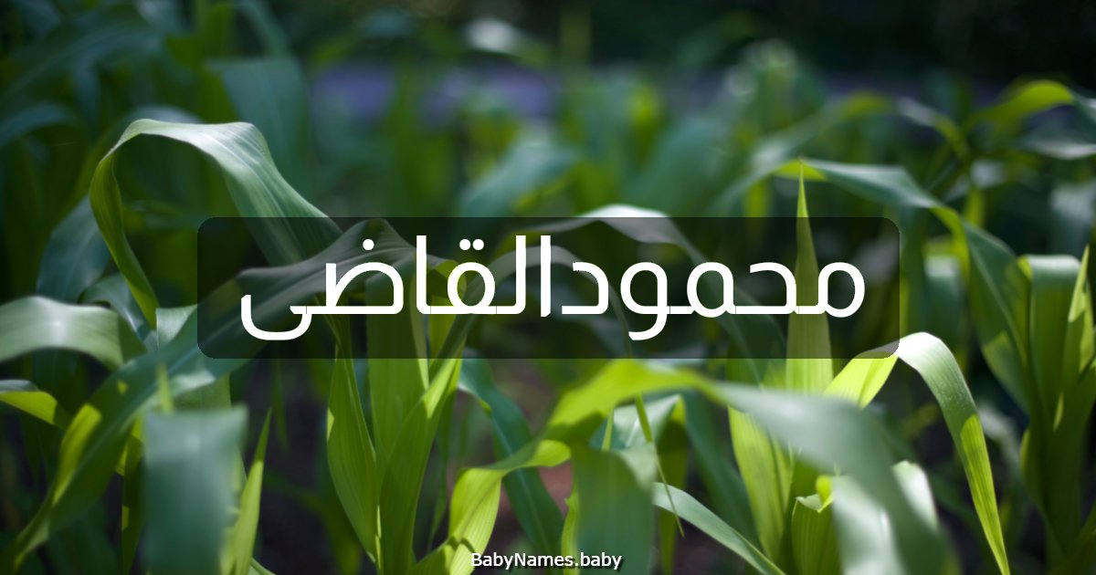 محمودالقاضى