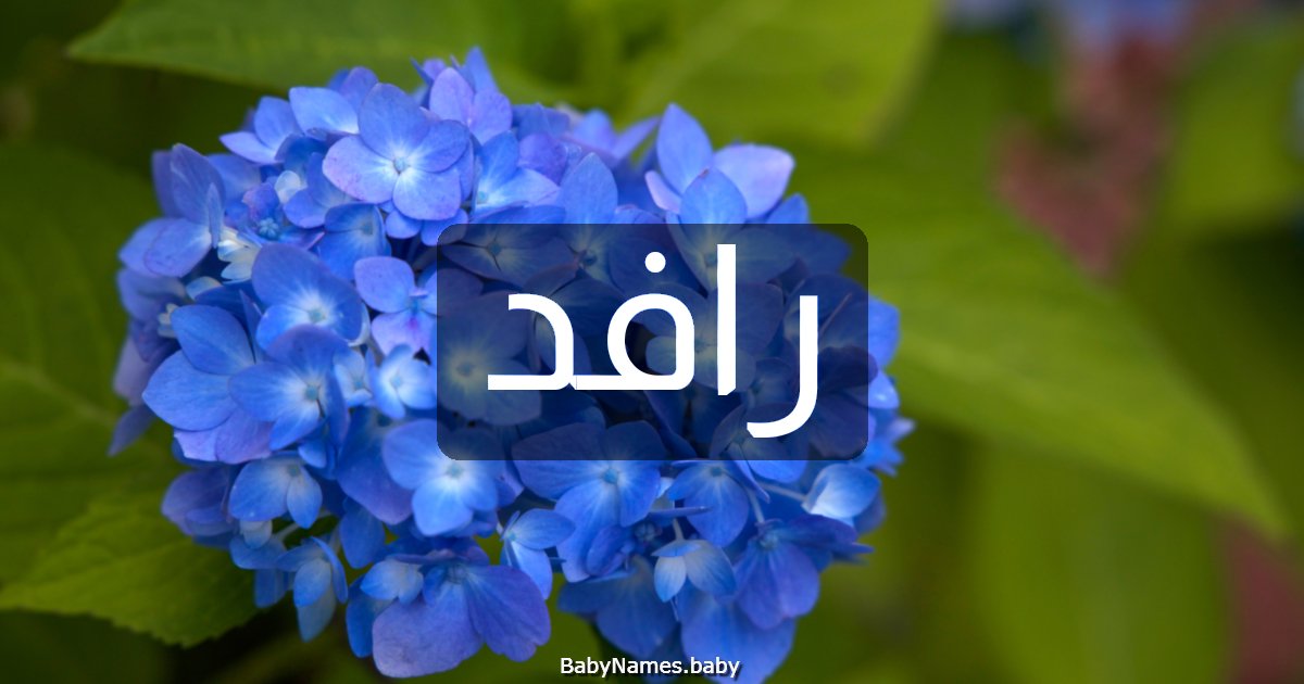 رافد