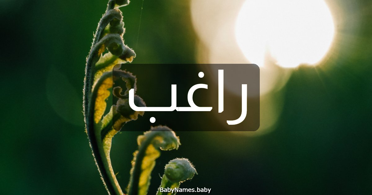راغب