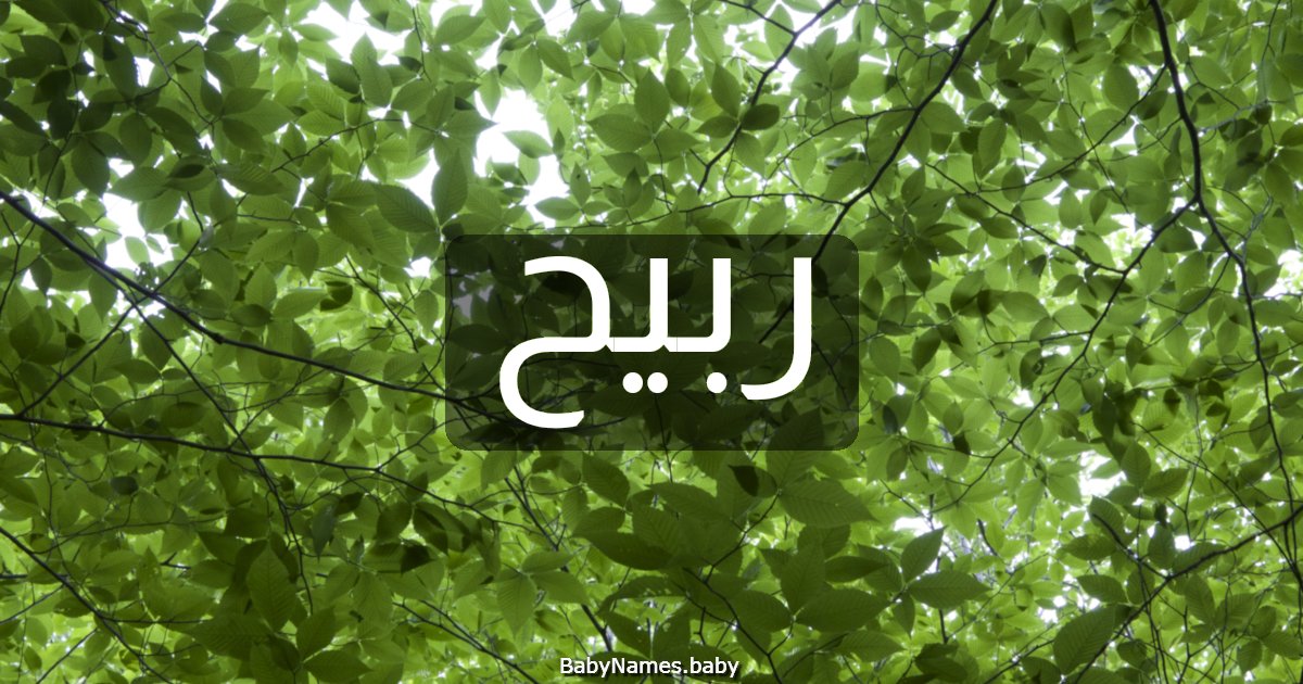 ربيح