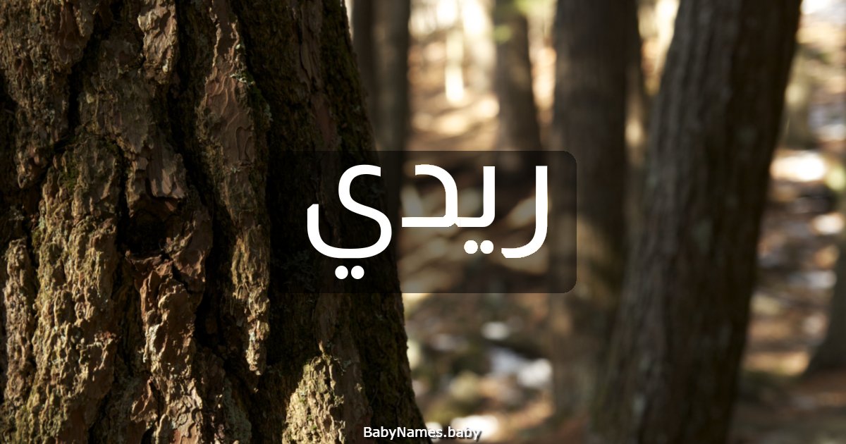 ريدي