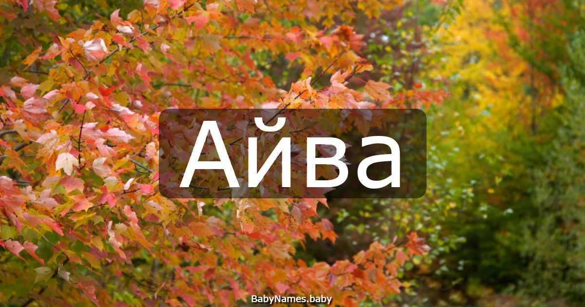 Айва