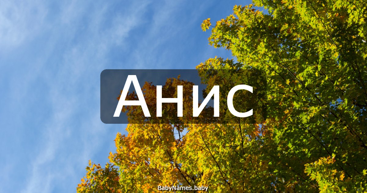 Анис