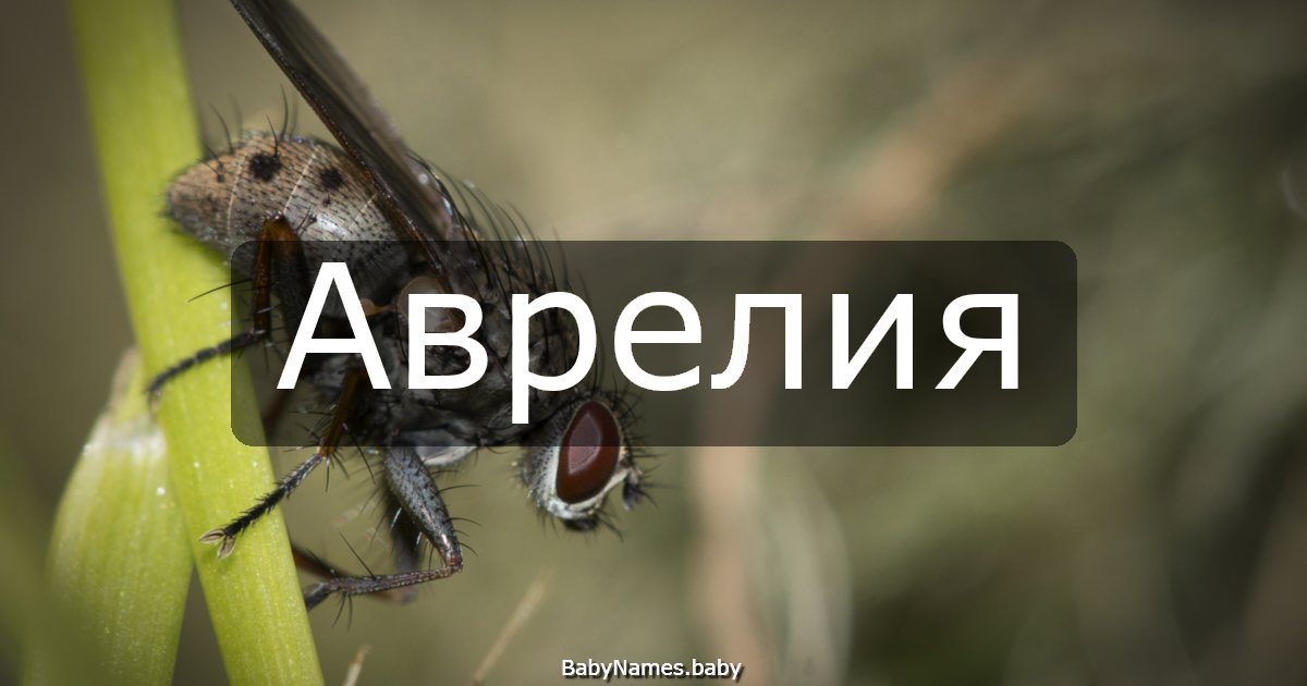 Аврелия