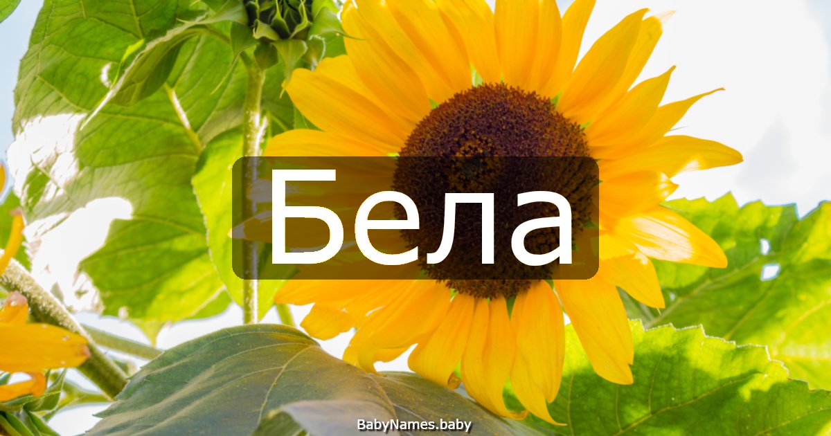 Бела