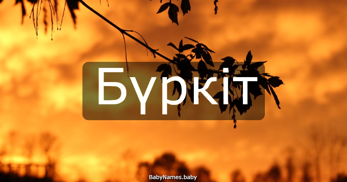 Бүркіт