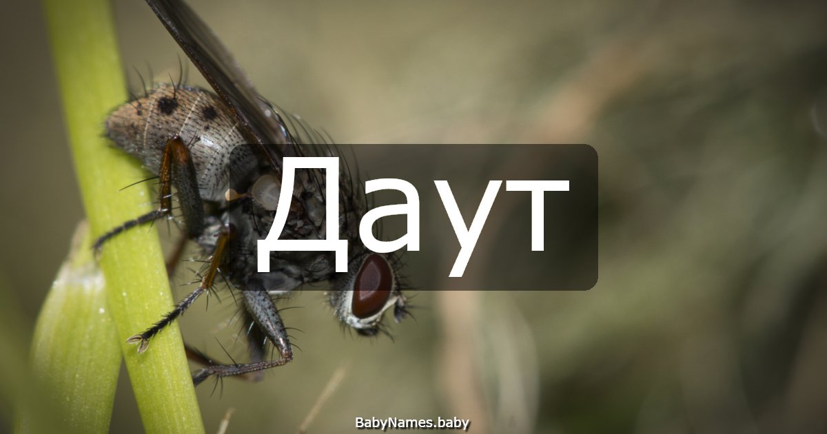 Даут