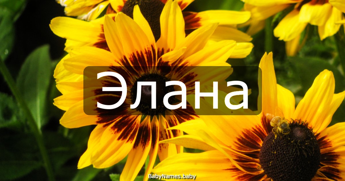 Элана