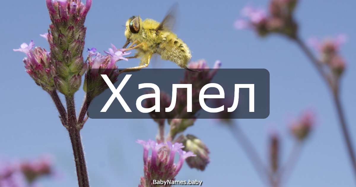 Халел