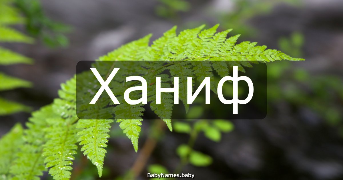 Ханиф