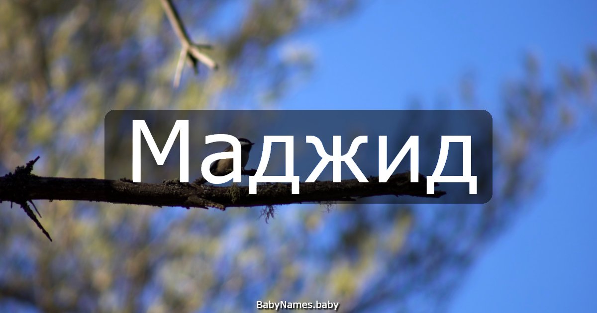 Маджид