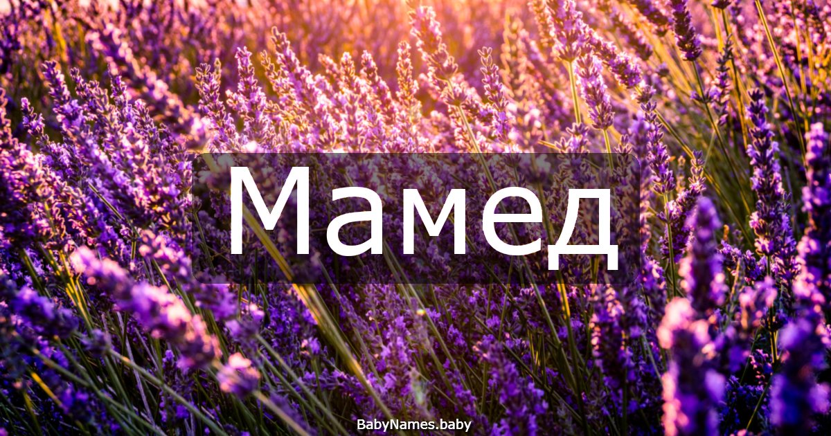 Мамед