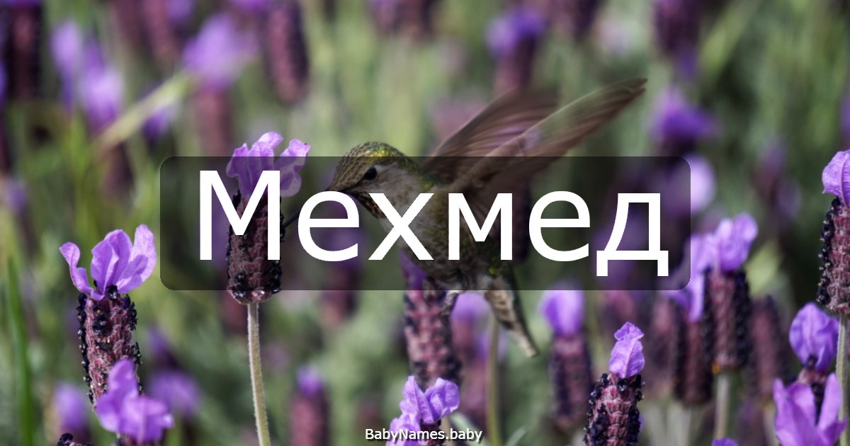 Мехмед