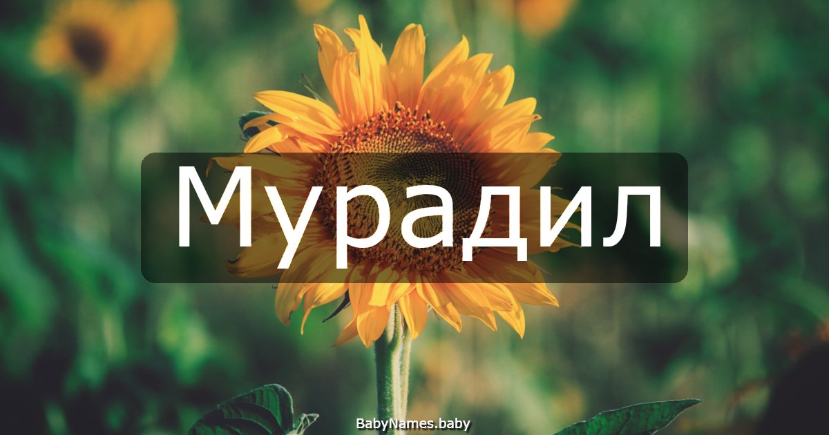 Мурадил