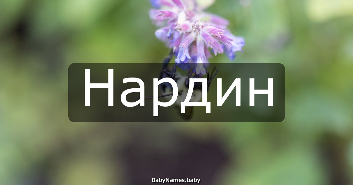 Нардин