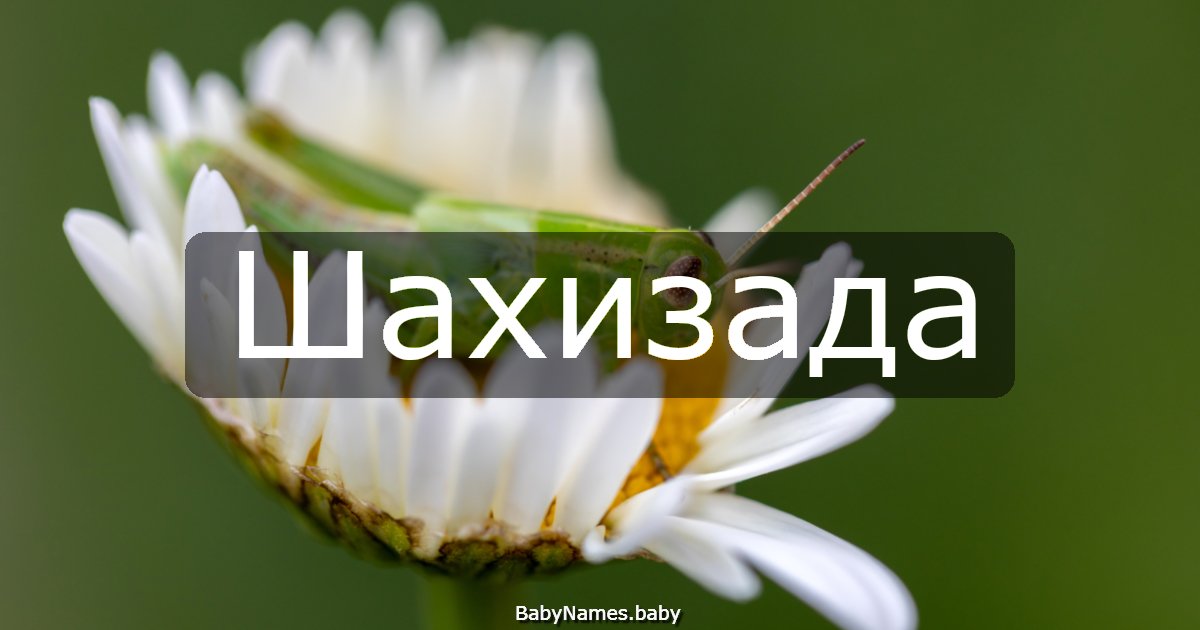 Шахизада