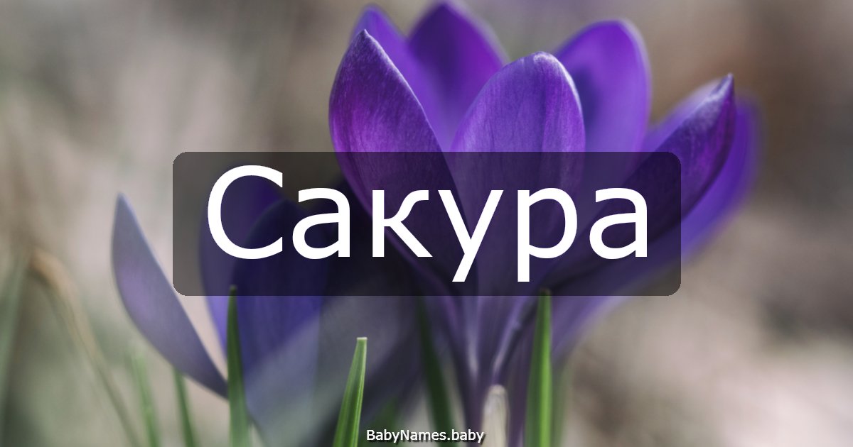 Сакура