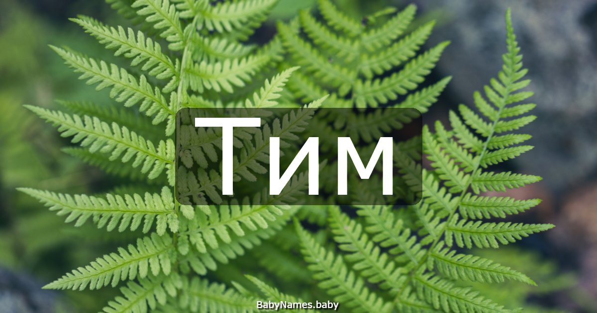 Тим