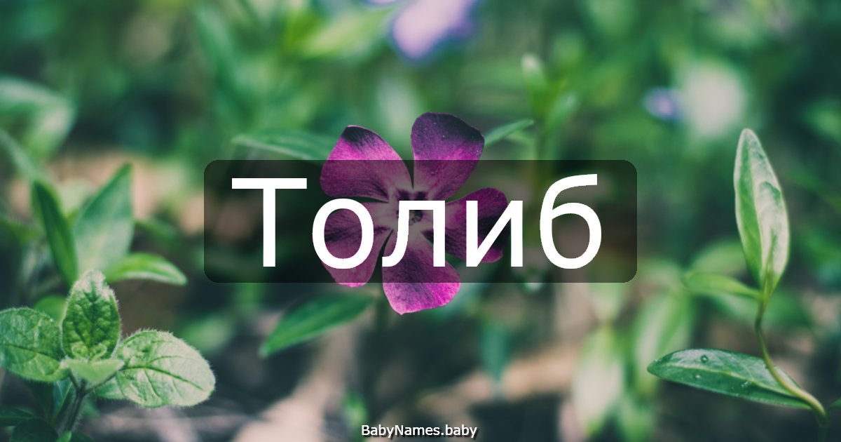 Толиб