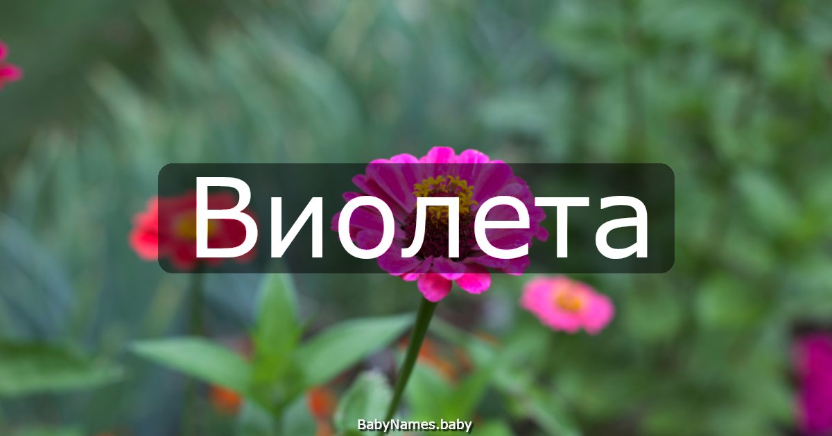 Виолета
