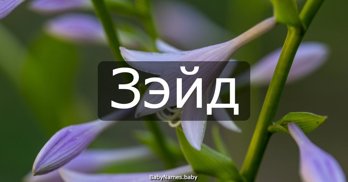 Зэйд