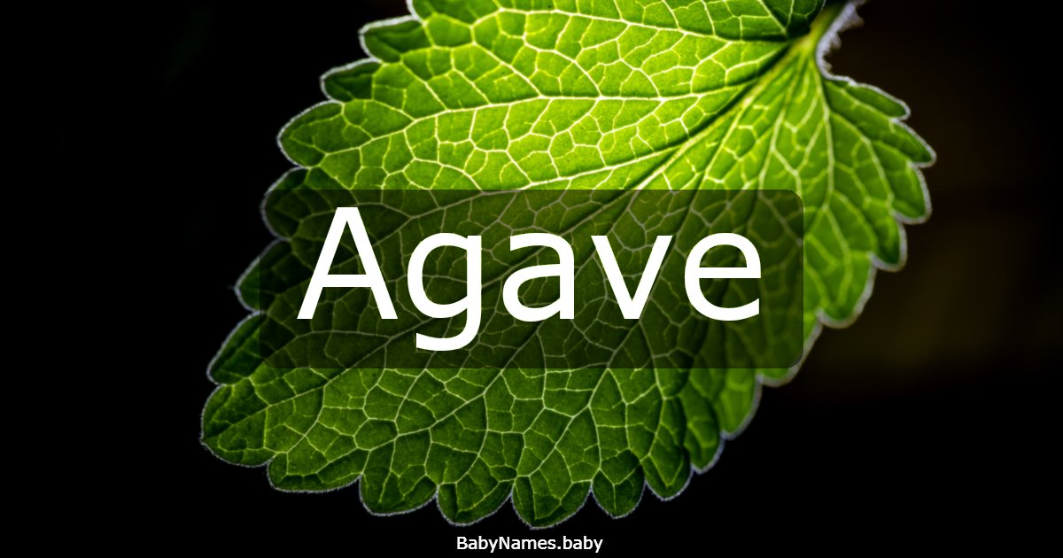 Agave