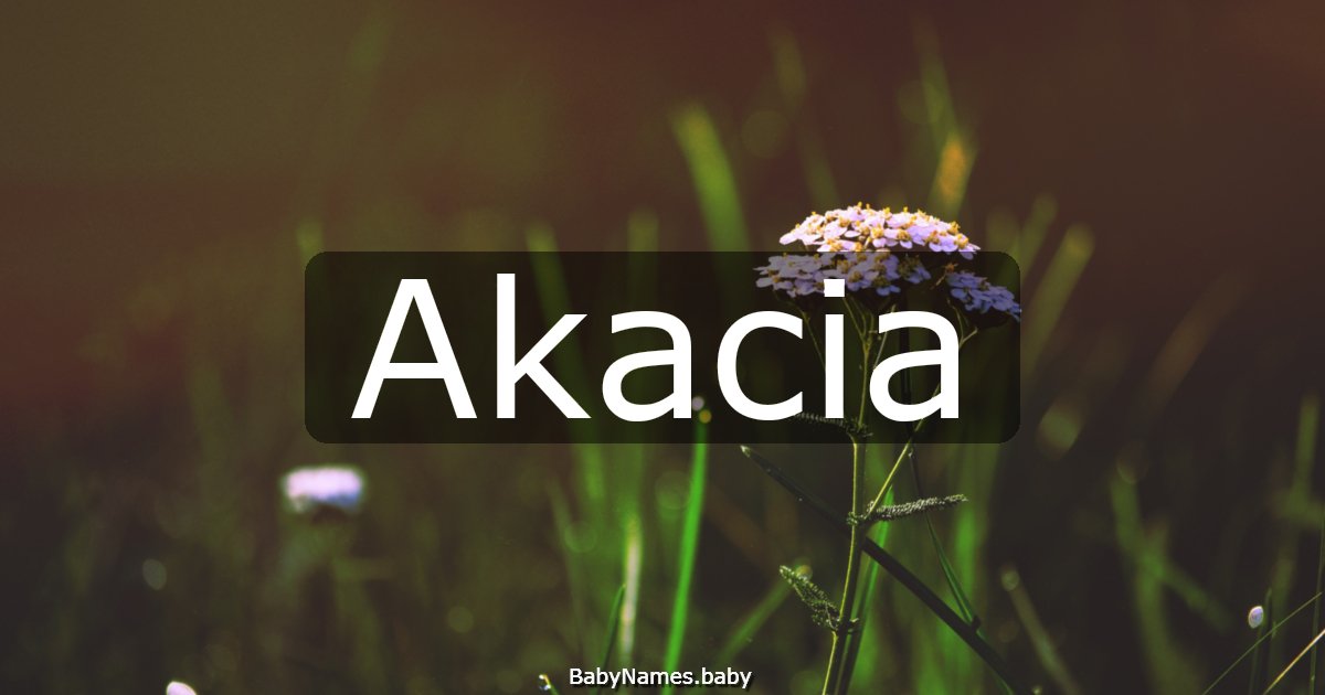 Akacia