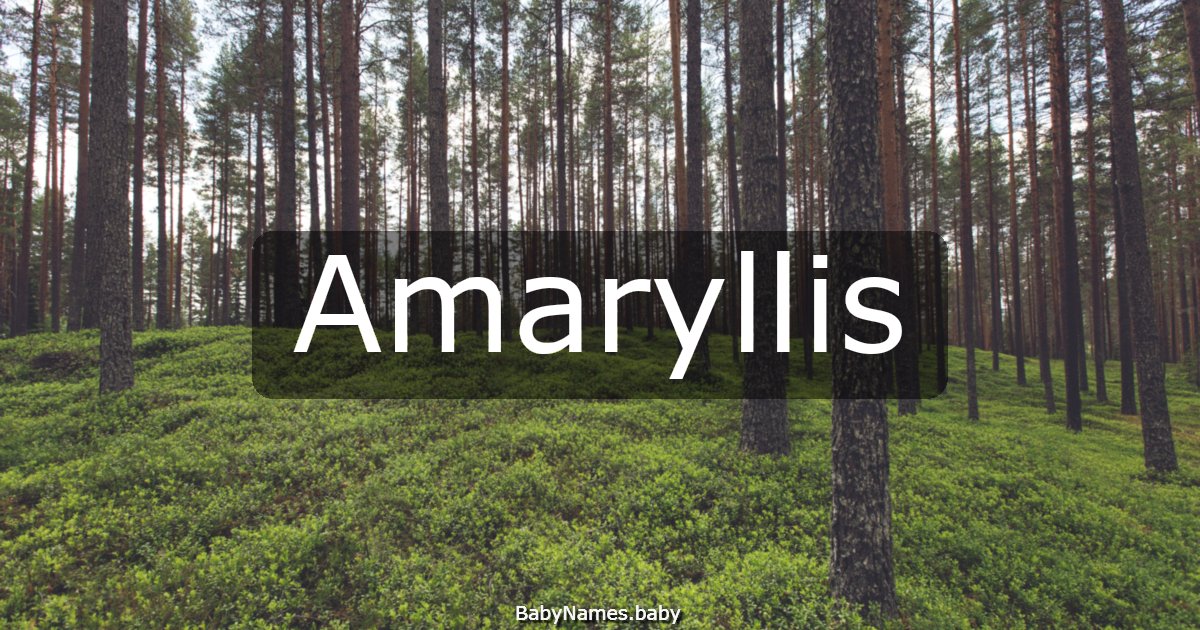 Amaryllis