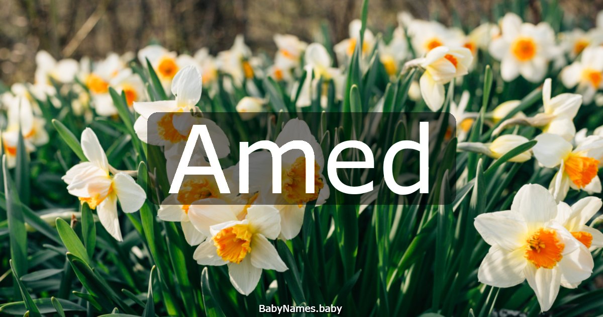 Amed