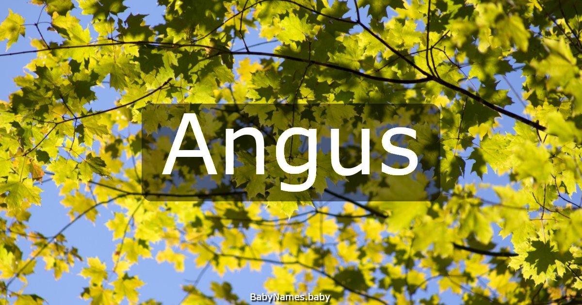 Angus