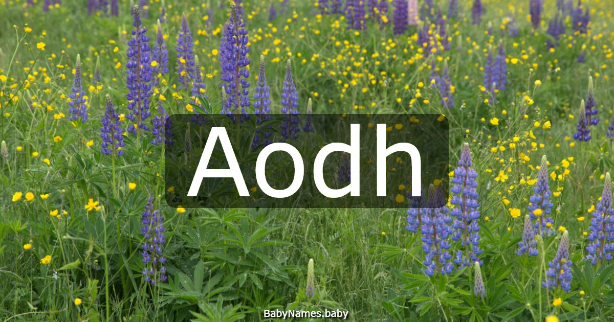 Aodh