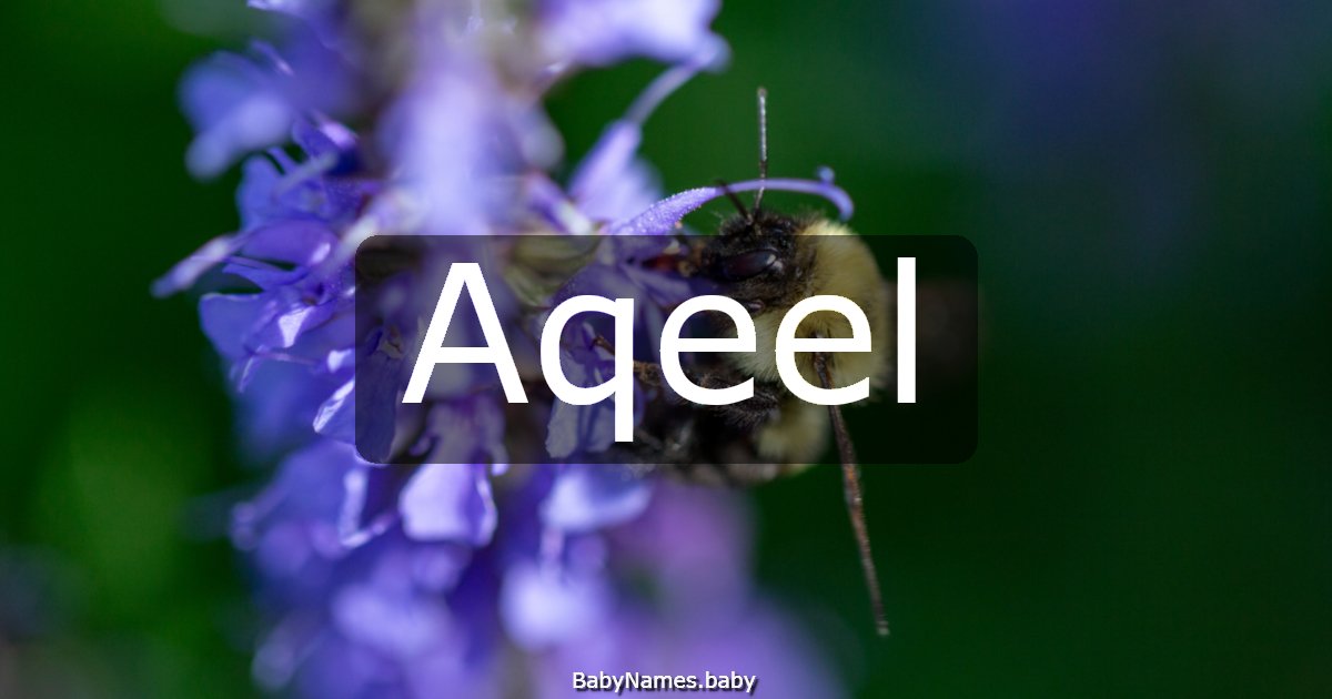 Aqeel