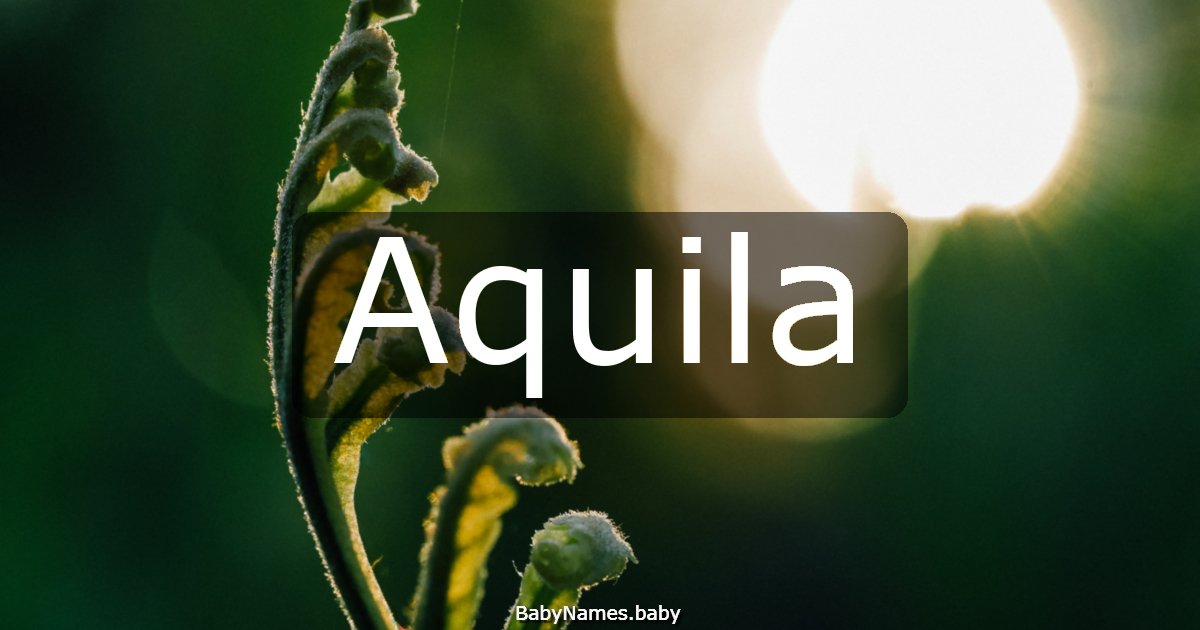 Aquila