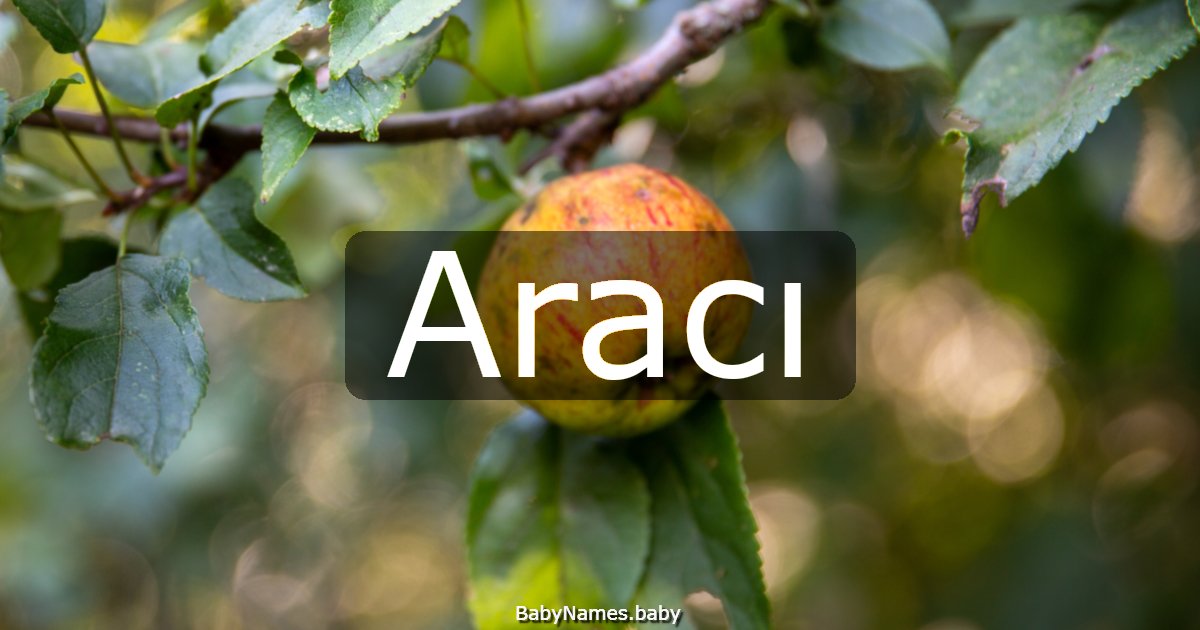 Aracı