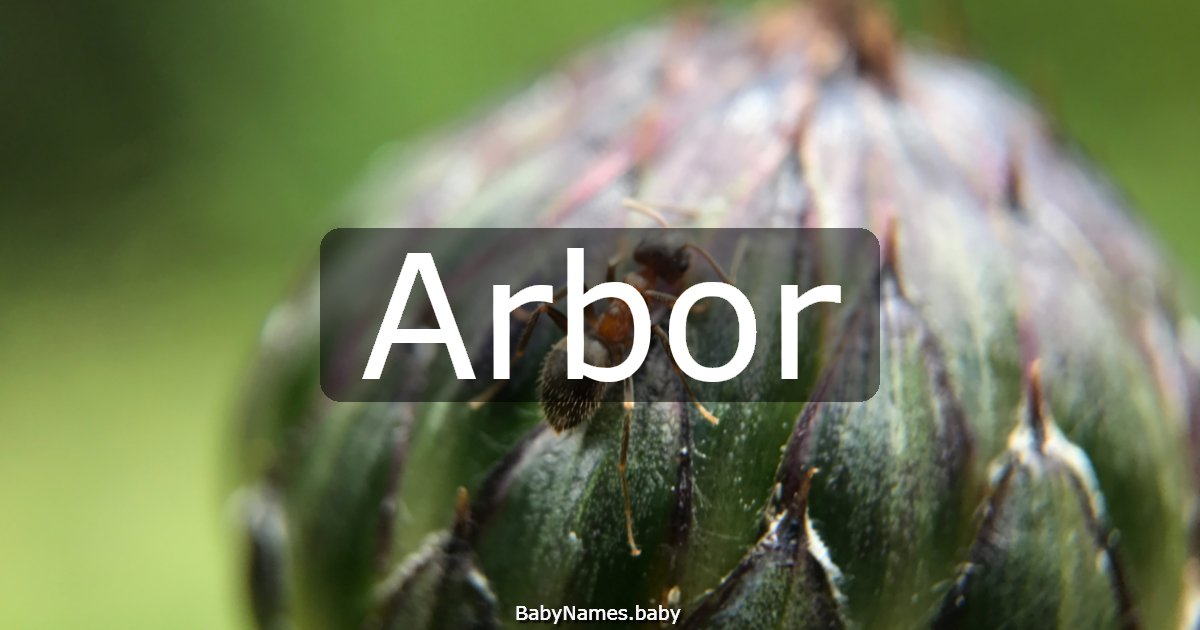 Arbor