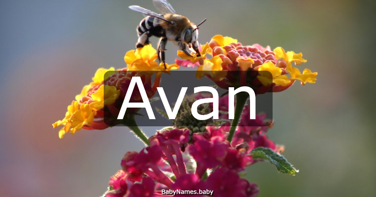 Avan