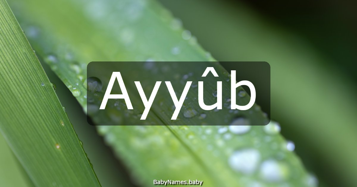 Ayyûb