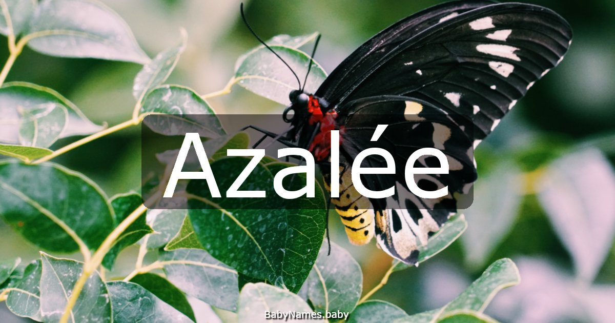 Azalée