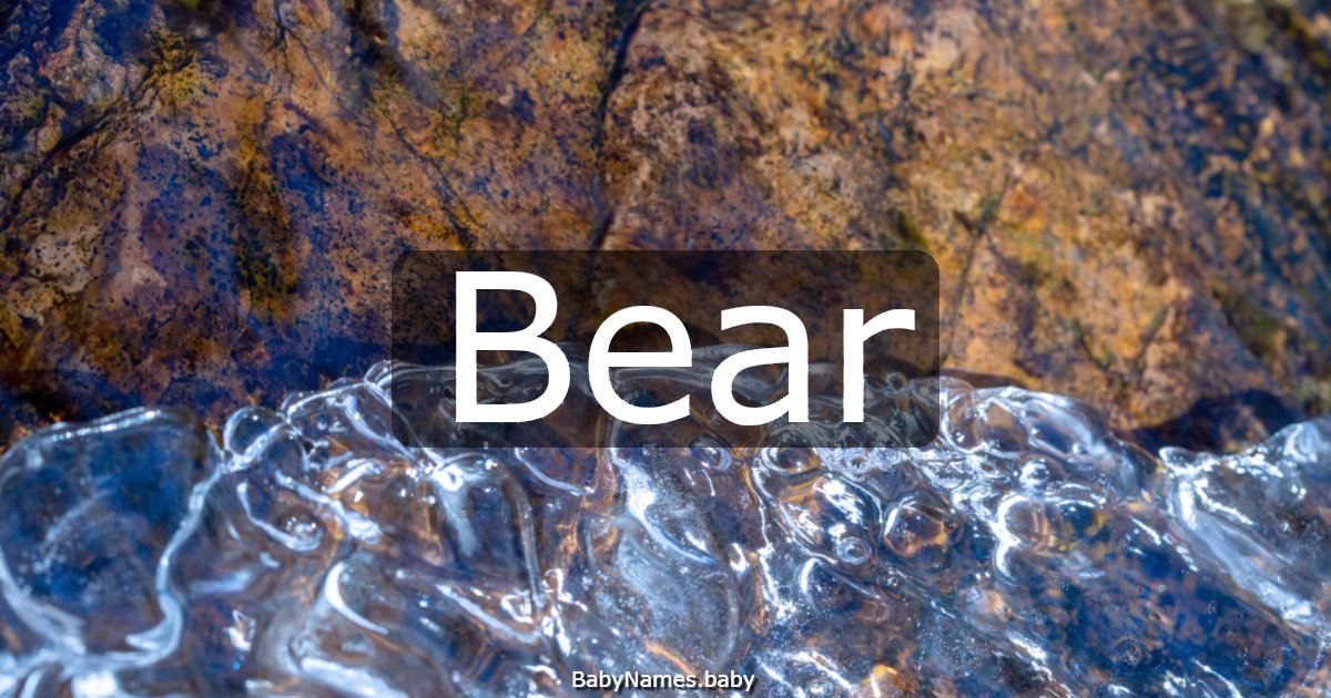 Bear