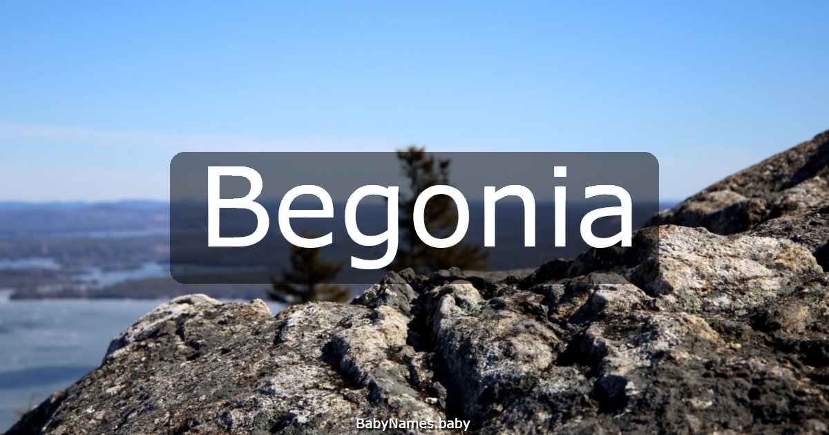 Begonia