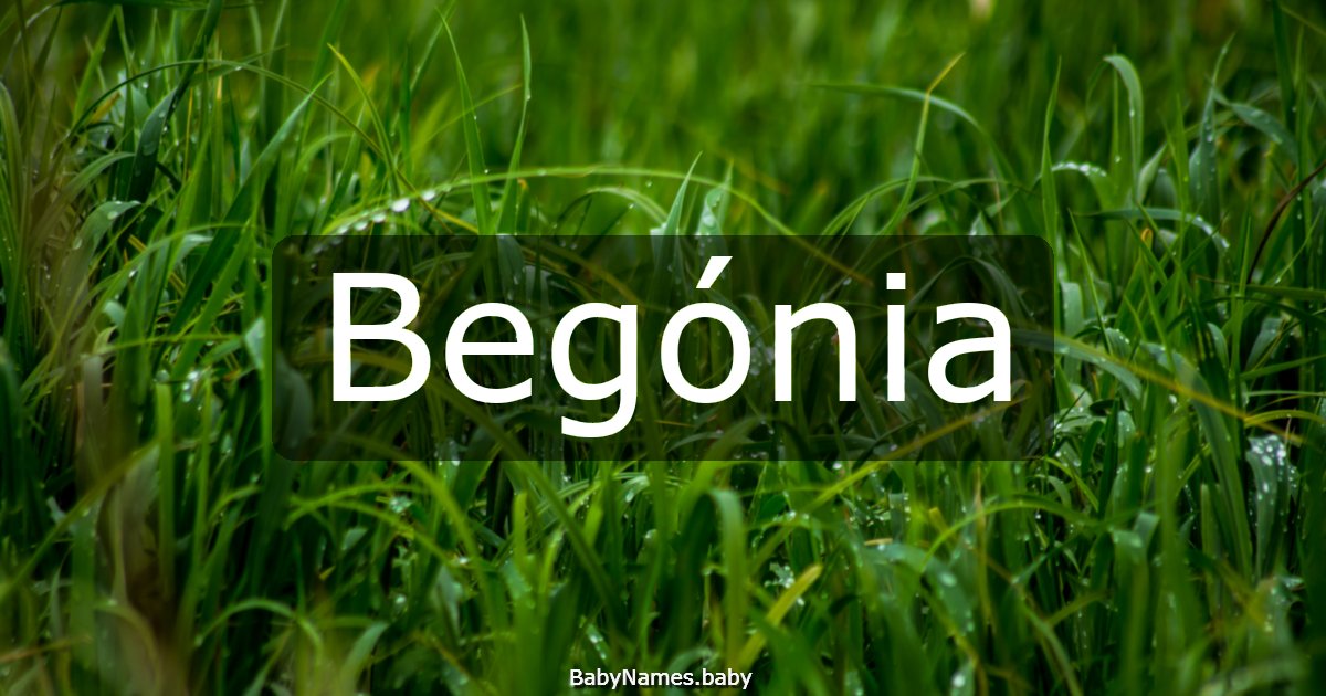 Begónia