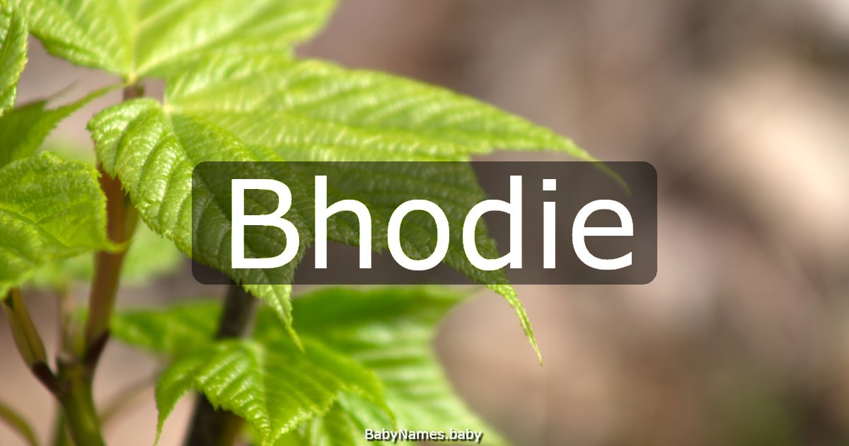Bhodie
