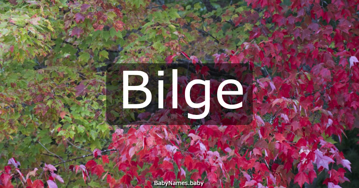 Bilge