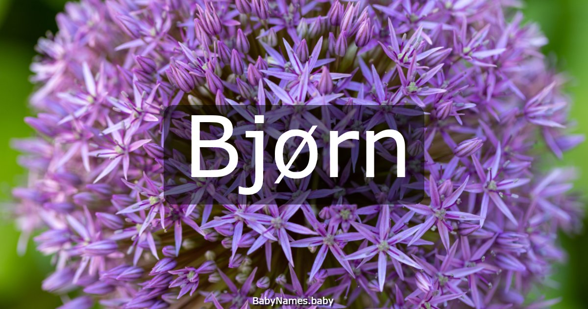 Bjørn