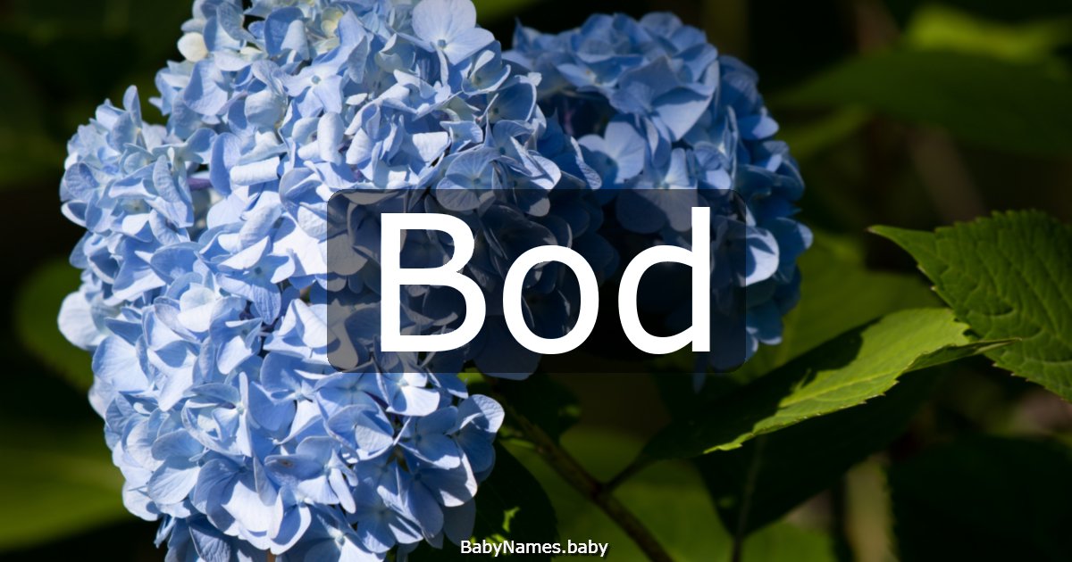Bod