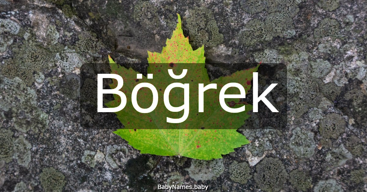 Böğrek