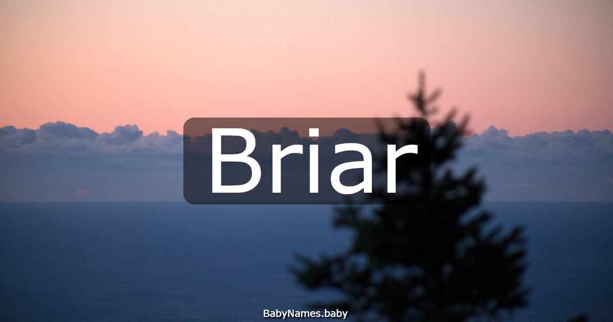 Briar