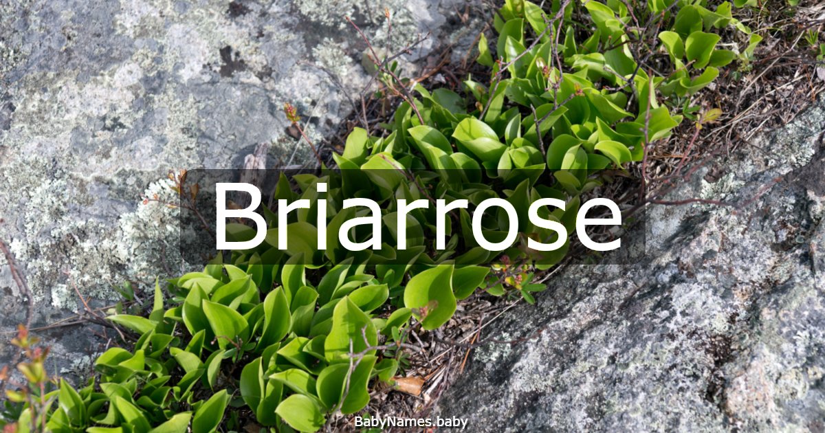Briarrose